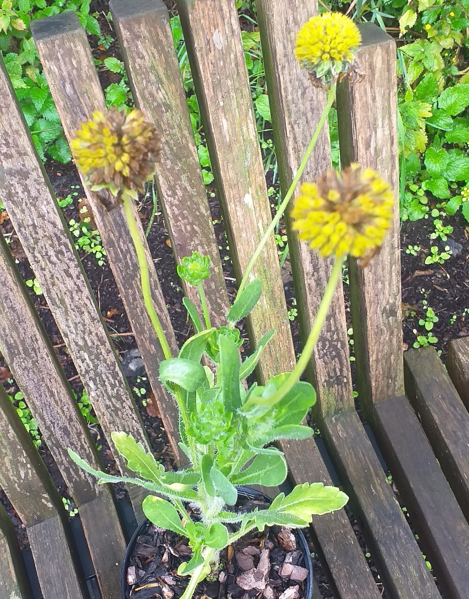 Cutting back, deadheading and a bit of formative pruning